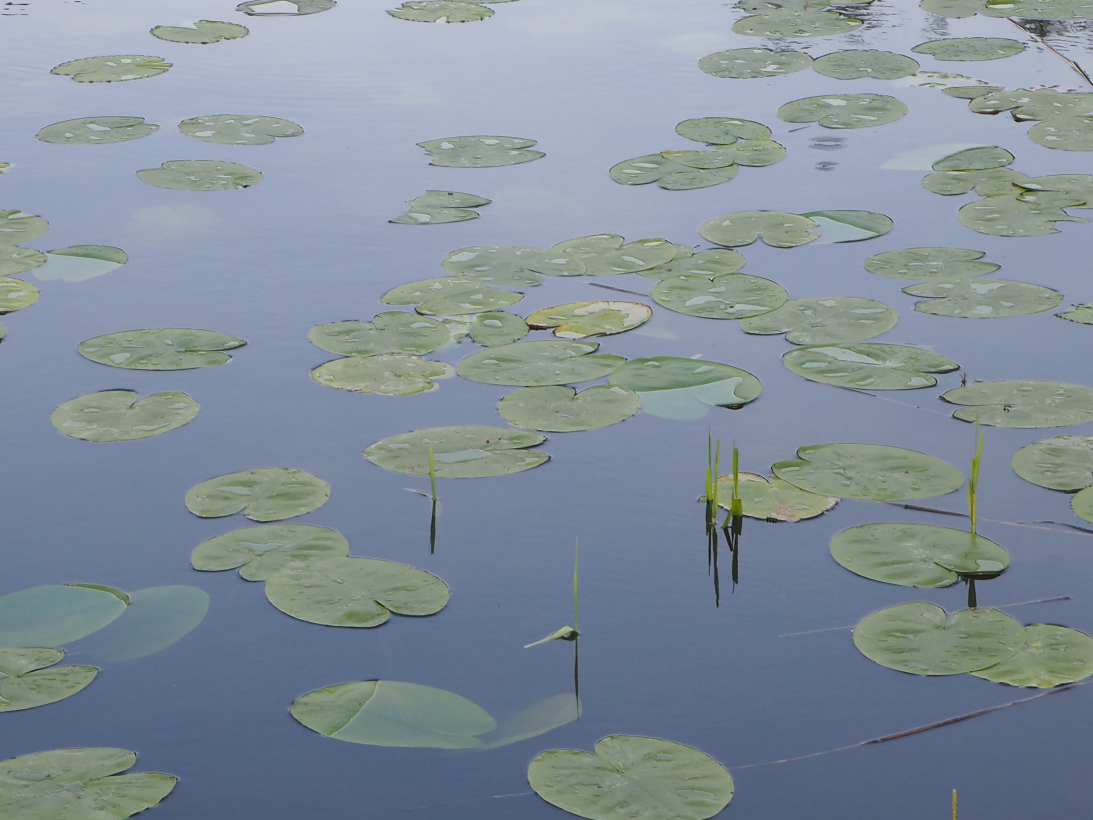 Jardin botanique Copenhague