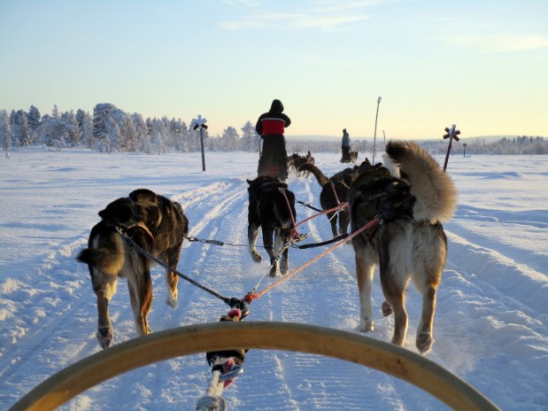 76. Laponie 2018 - Chiens de traineau - EnMaudVoyages